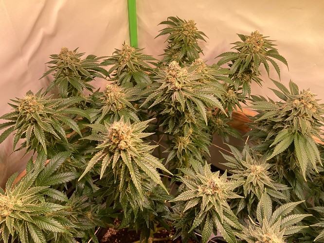 Growreport Bild 6