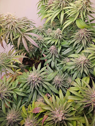 Growreport Bild 34