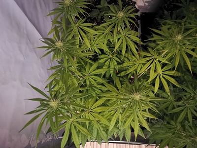 Growreport Bild 3