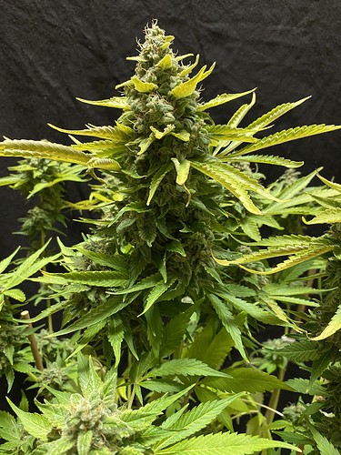 Growreport Bild 2