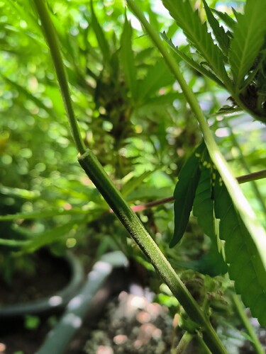 Growreport Bild 6