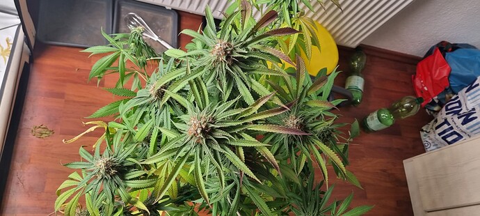 Growreport Bild 12