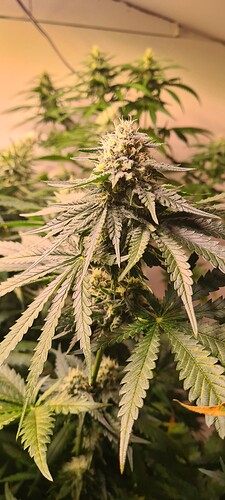 Growreport Bild 8