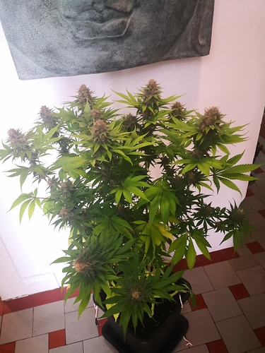 Growreport Bild 2