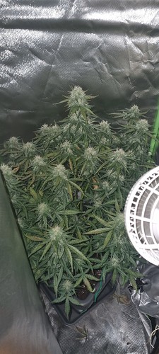 Growreport Bild 24