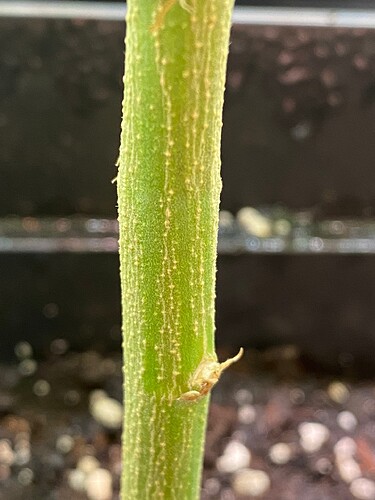 Growreport Bild 6