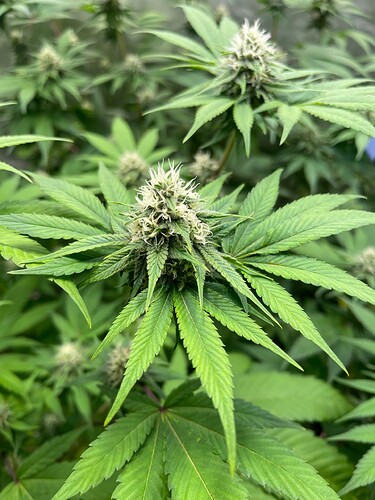 Growreport Bild 8