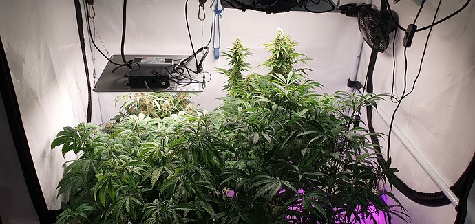 Growreport Bild 1