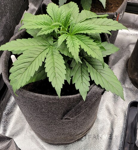 Growreport Bild 163