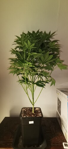 Growreport Bild 14