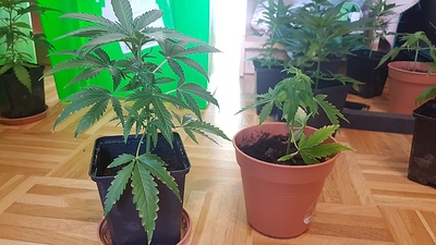 Growreport Bild 23