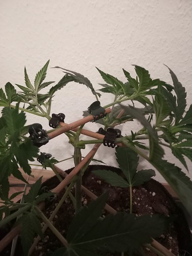 Growreport Bild 13