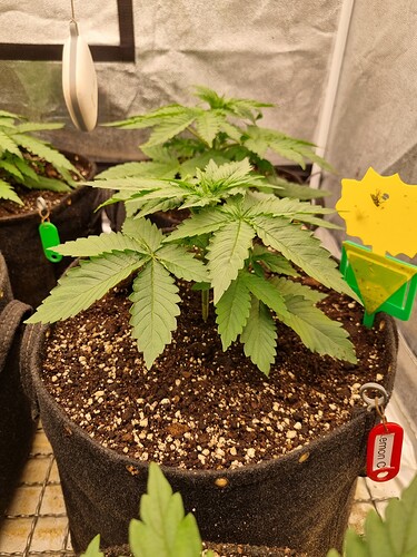 Growreport Bild 48