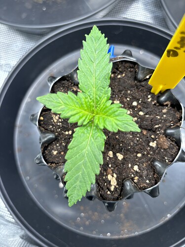 Growreport Bild 60