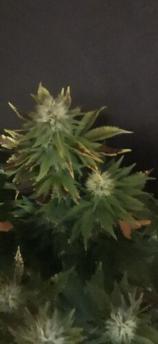 Growreport Bild 25