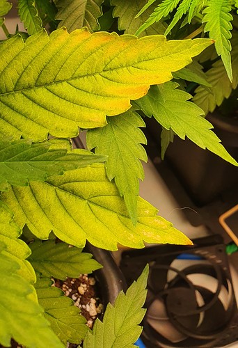 Growreport Bild 15