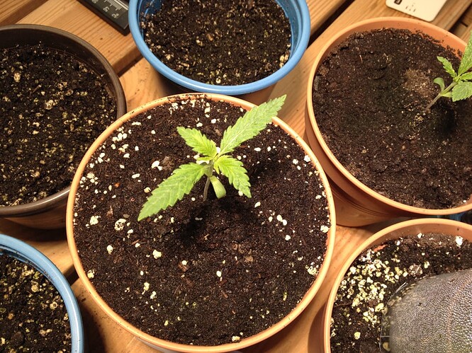 Growreport Bild 90