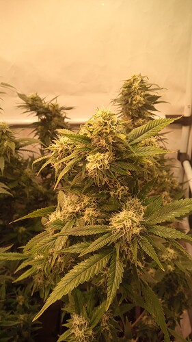 Growreport Bild 89