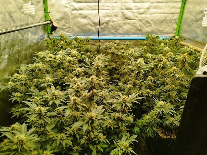 Growreport Bild 21