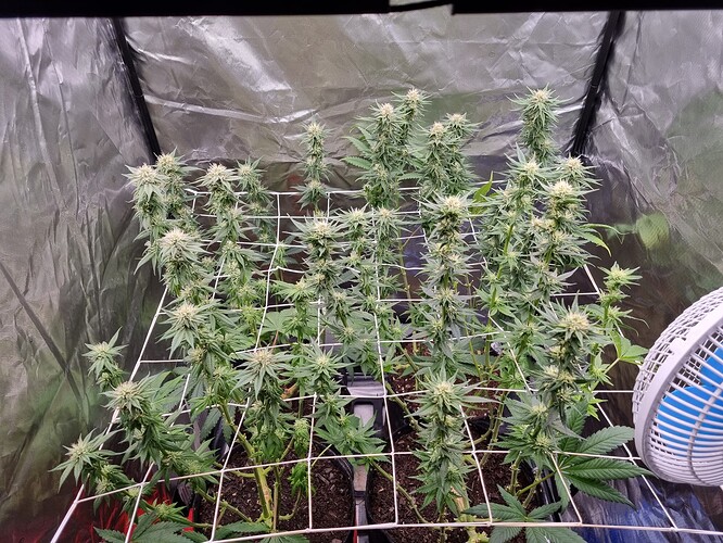 Growreport Bild 25