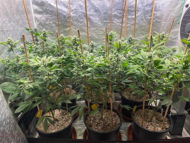 Growreport Bild 1