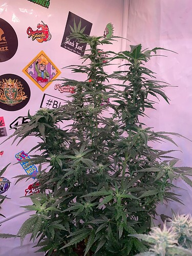 Growreport Bild 3