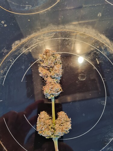 Growreport Bild 1
