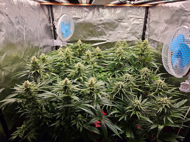 Growreport Bild 39