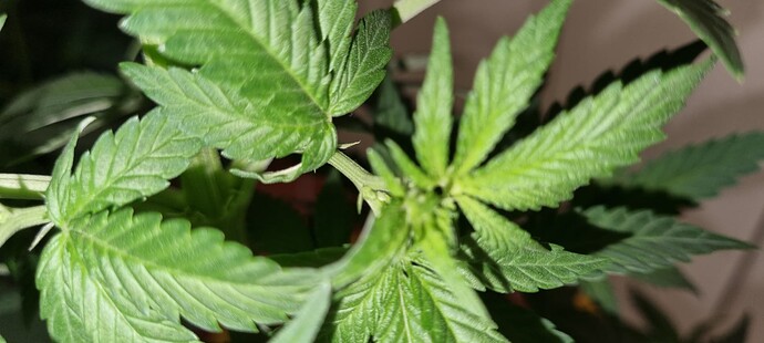 Growreport Bild 11