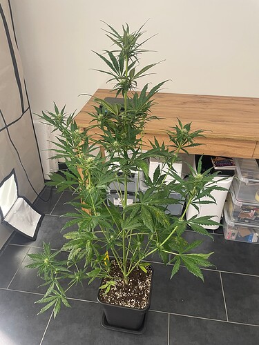 Growreport Bild 13