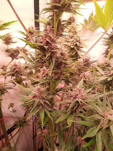 Growreport Bild 27