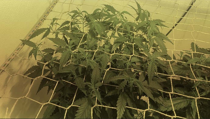 Growreport Bild 29