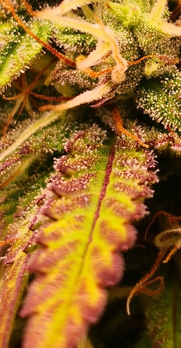 Growreport Bild 7