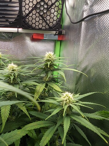 Growreport Bild 7