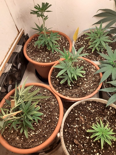 Growreport Bild 1