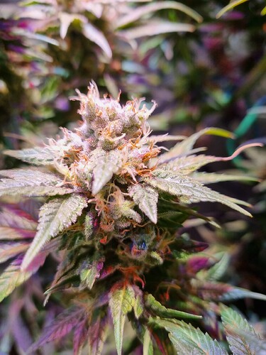 Growreport Bild 37