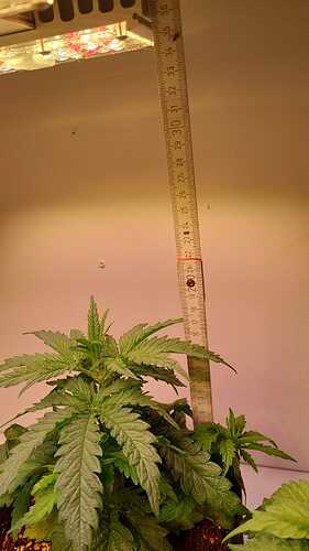 Growreport Bild 9