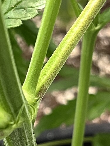 Growreport Bild 4