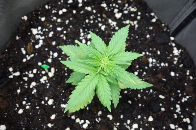 Ein junger Cannabissämling in einem Stofftopf mit dunkler Erde und Perlit. Die Pflanze hat bereits mehrere Blattpaare entwickelt.