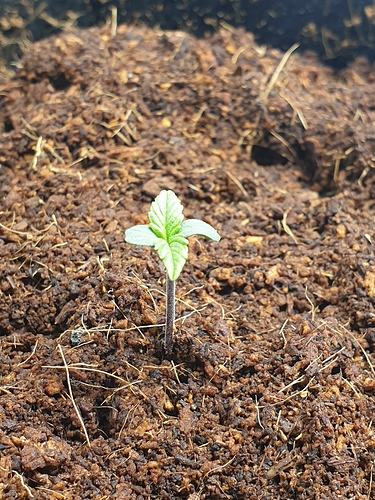Growreport Bild 4
