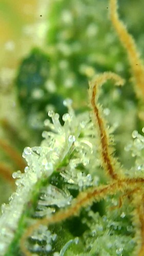 Growreport Bild 39
