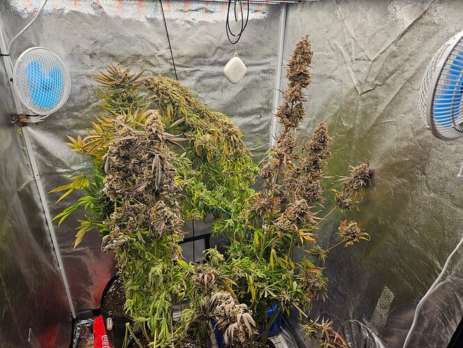 Growreport Bild 6
