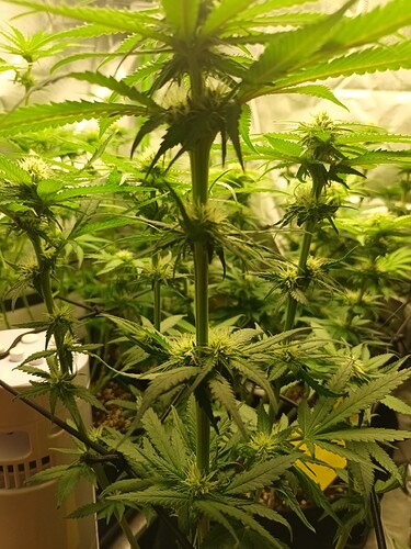 Growreport Bild 2
