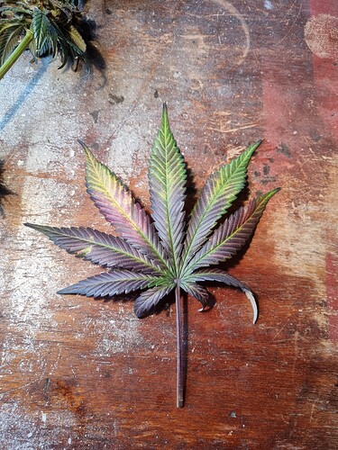 Growreport Bild 26