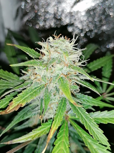 Growreport Bild 4