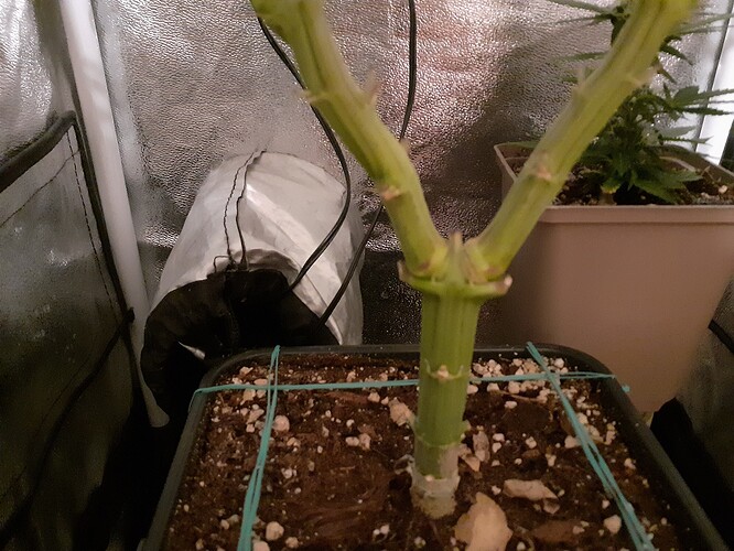 Growreport Bild 159