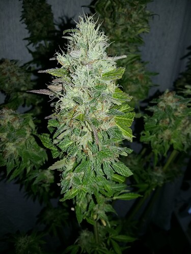 Growreport Bild 31