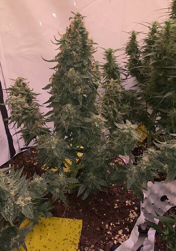 Growreport Bild 2