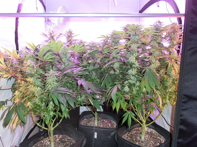 Growreport Bild 2