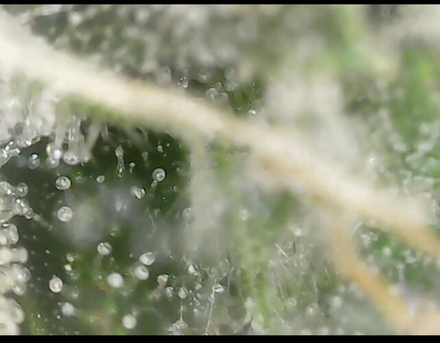 Screenshot_20220906-200621_Gallery